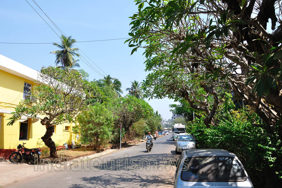 Margao streets adorned by blooming pachypodium plants