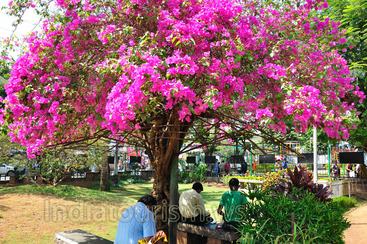 huge pink tree in blossom