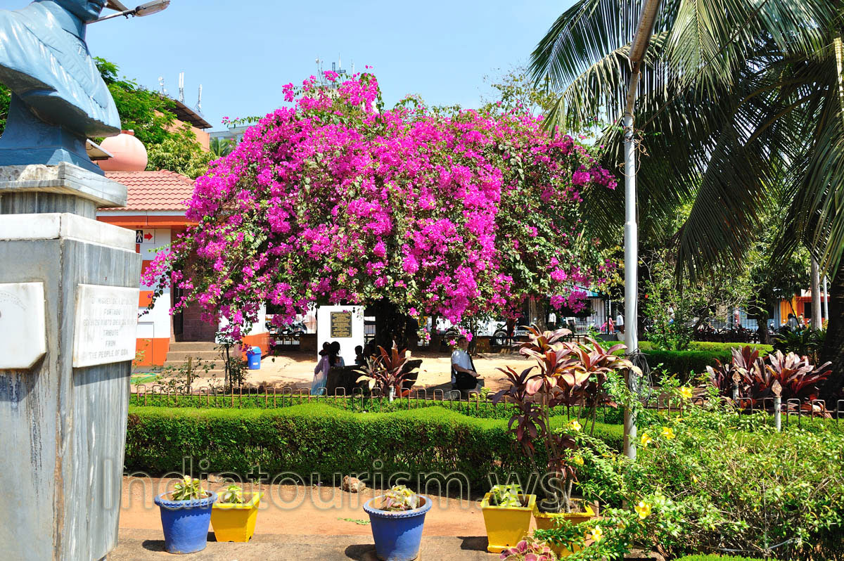 Margao municipal garden: people like to sit in the shade of the pink tree