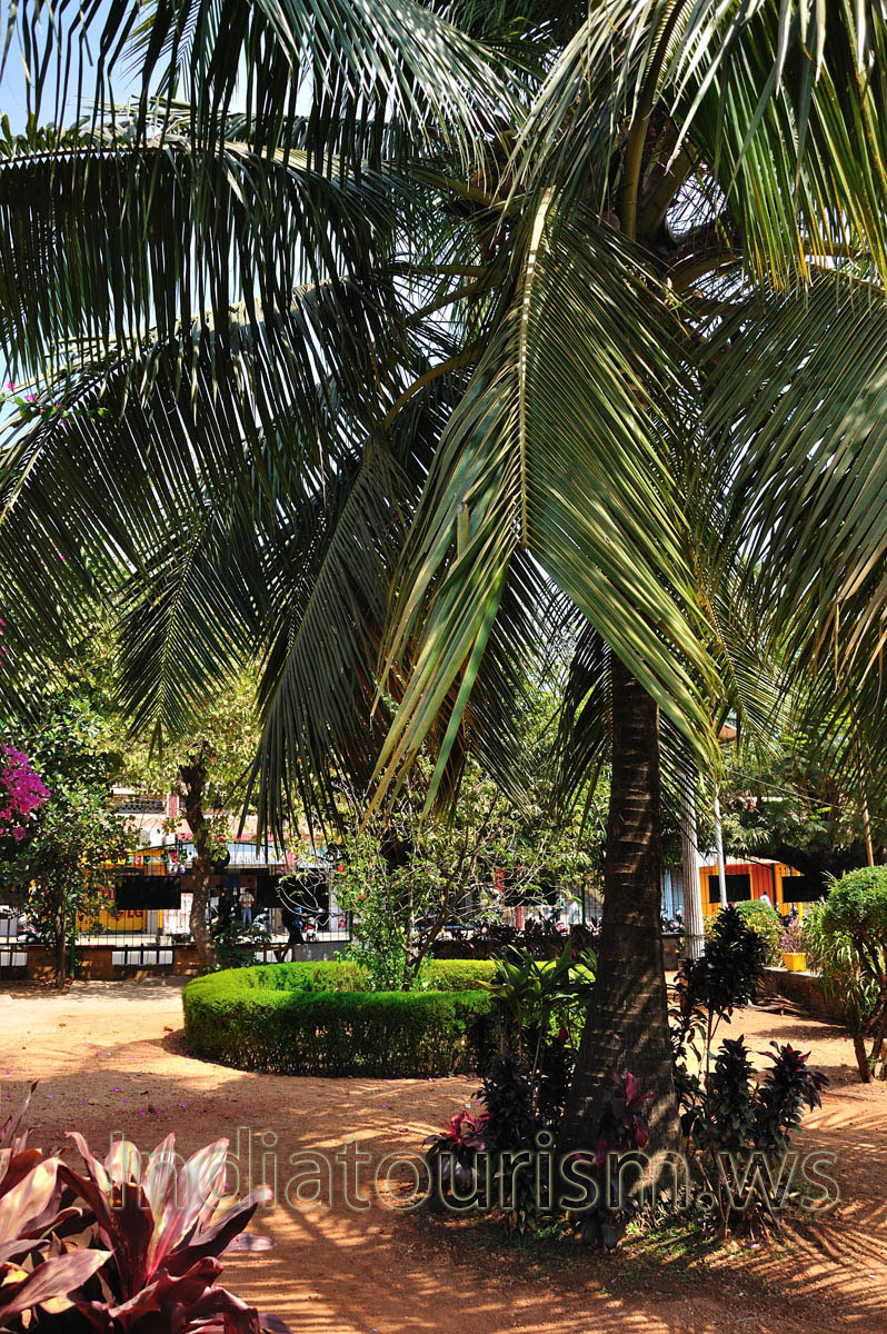 Margao municipal garden: huge palm tree