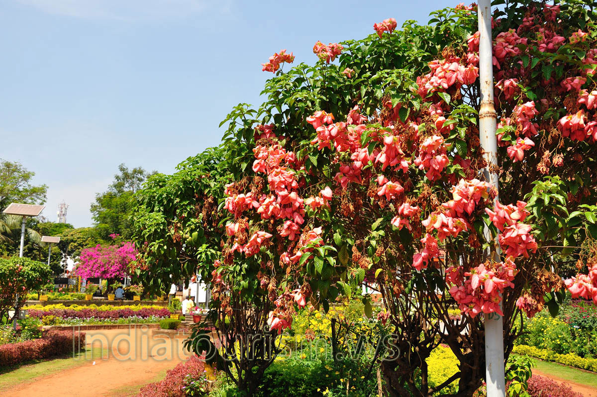 Margao municipal garden: landscape bushes with light-red flowers