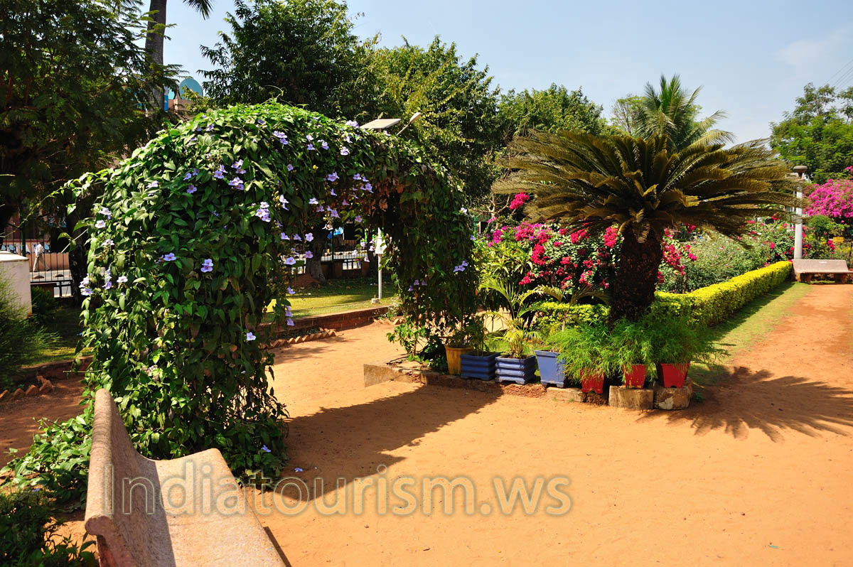 Margao municipal garden: Cycas revoluta (the sago cycad) near the garden arch