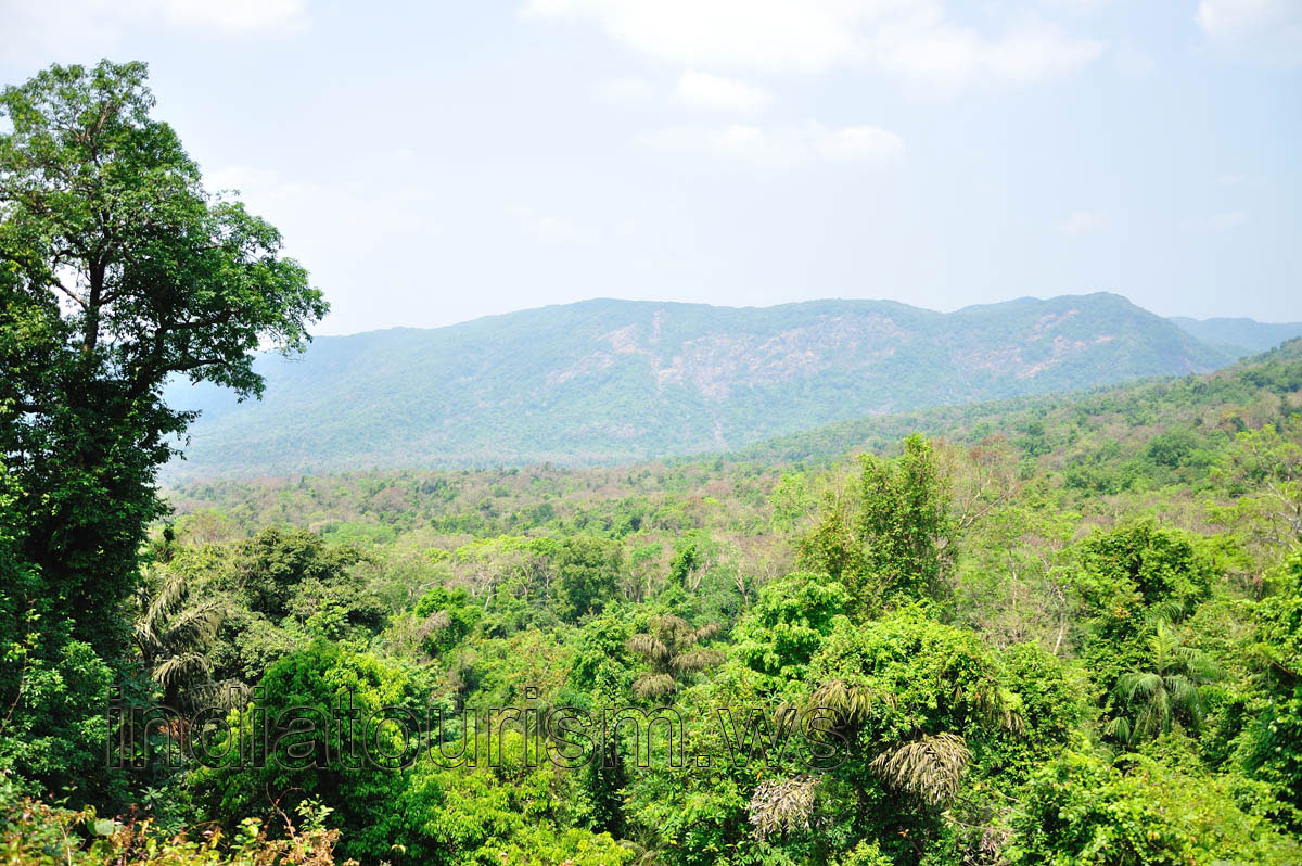 The forest and the mountains