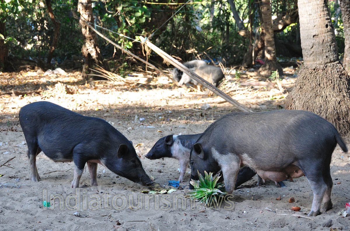 vietnamese pigs are eating our pineapple