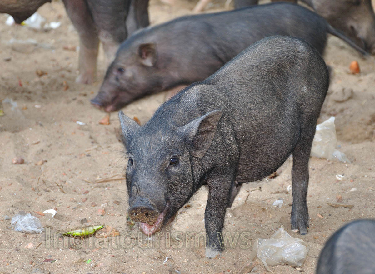 small vietnamese piggy