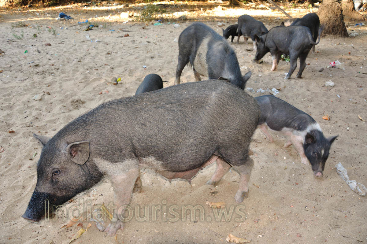 female vietnamese pig is ready for milk feeding