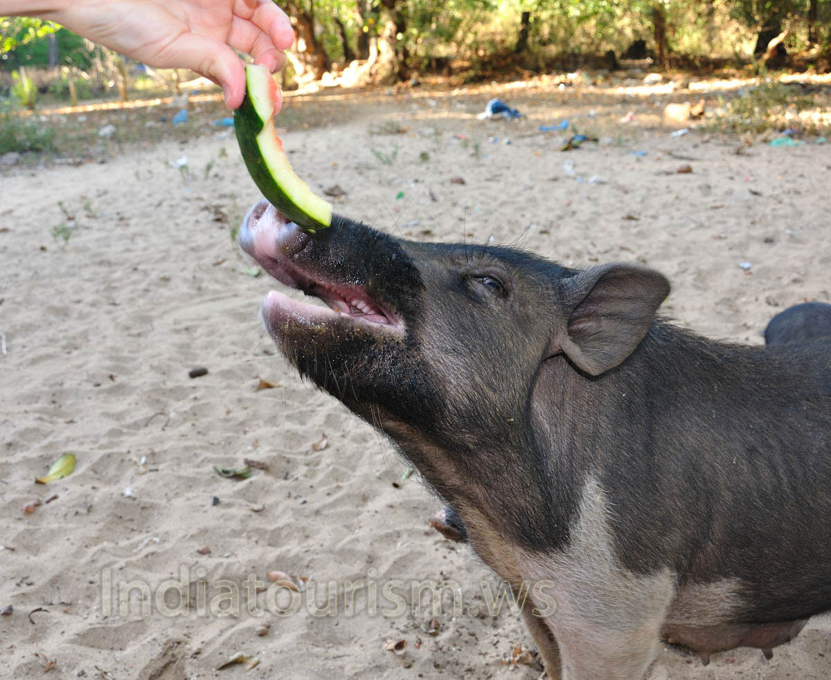 vietnamese pig likes watermelon