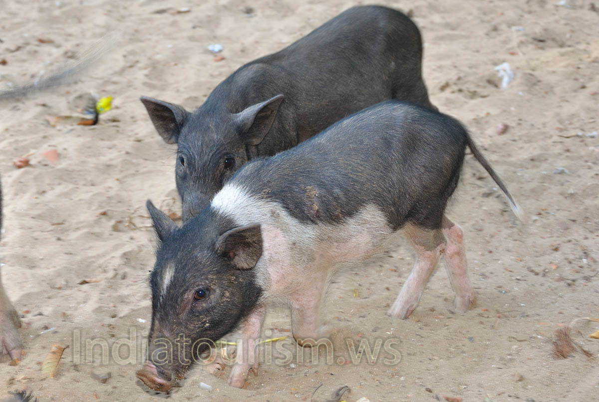 baby vietnamese pigs in Goa