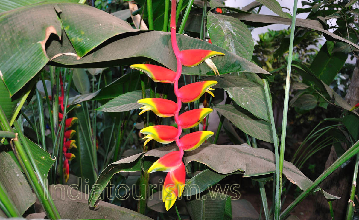 Heliconia: red-orange goan flowers
