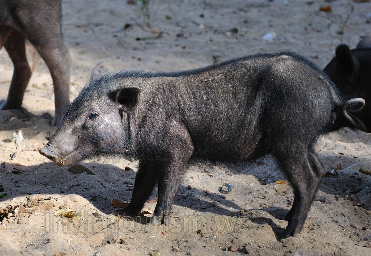 black vietnamese baby pig