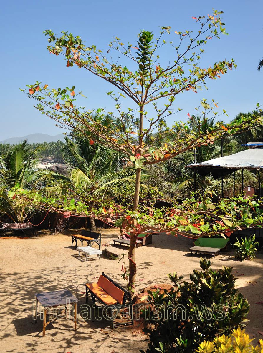 village is full of exotic trees like this one