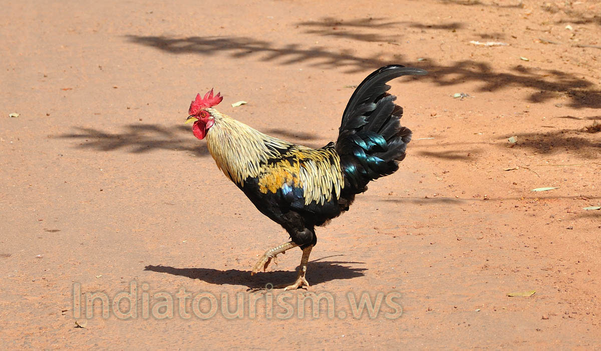goan cock