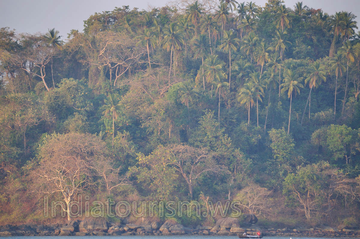 thicket of the Kankon island