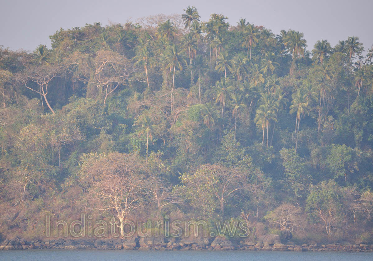 coconut palms of the Kankon island