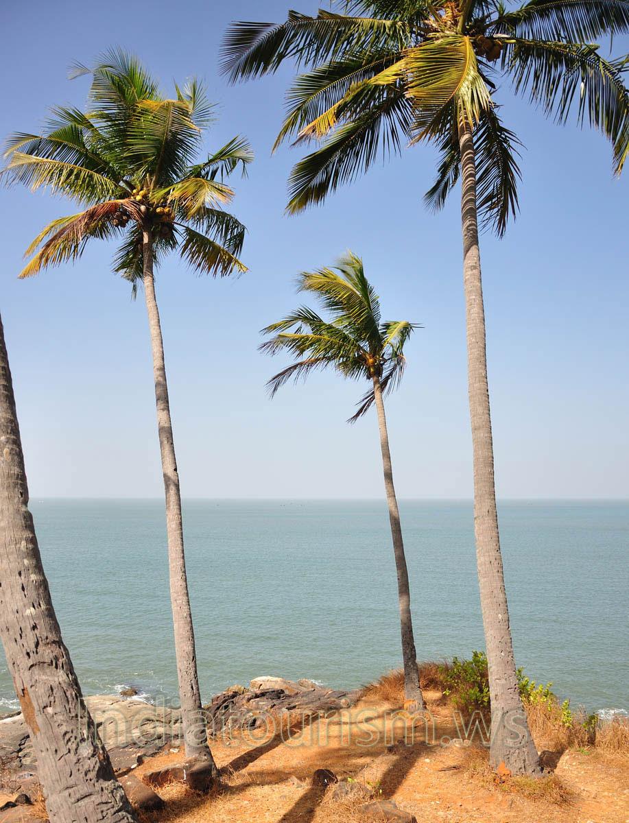 Arabian Sea horizon seen through the coconut palms