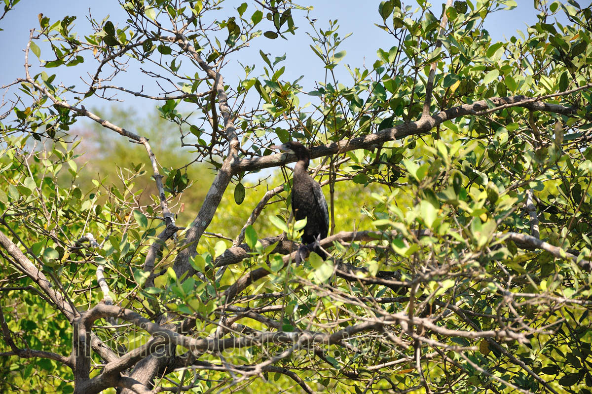 black bird looks like a wild duck