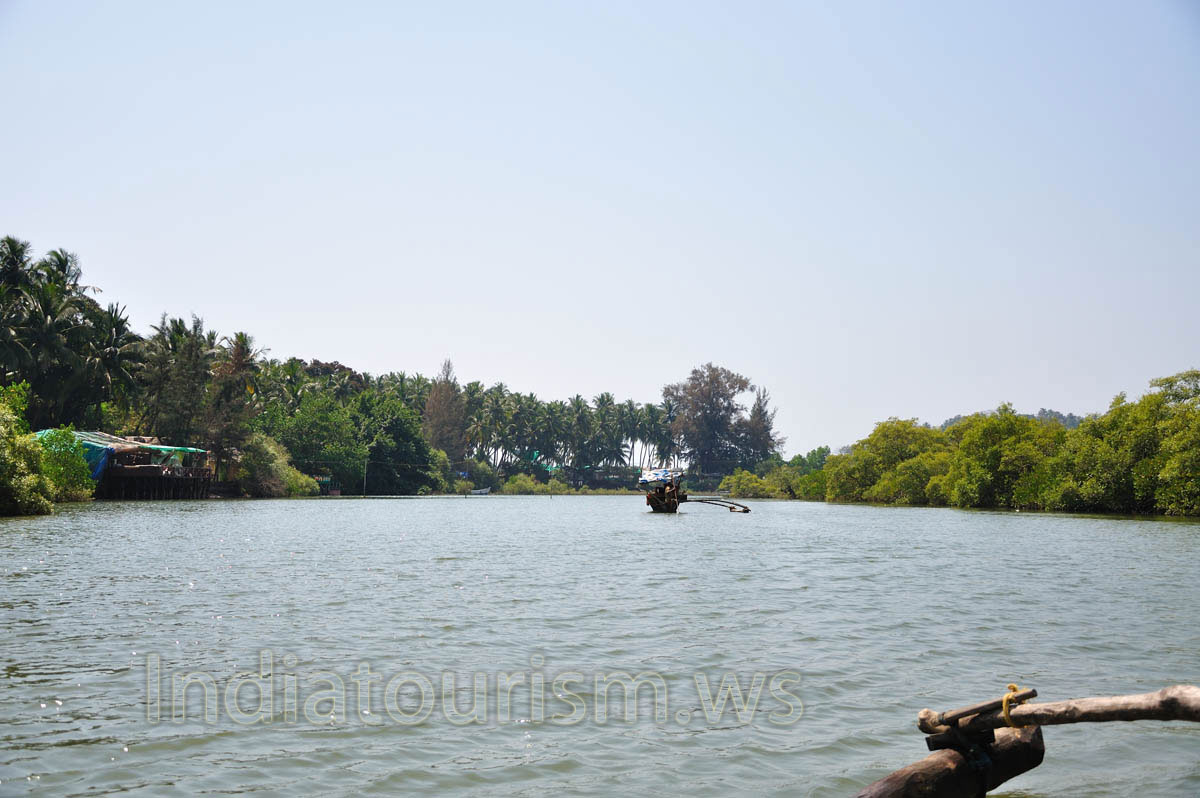 palm trees of the Palolem beach