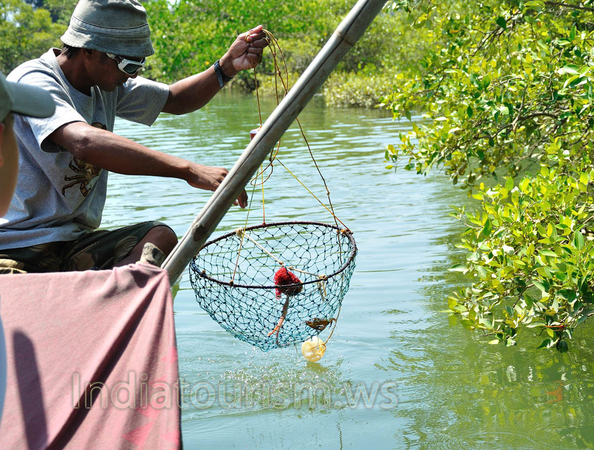 there is one small crab in the trap