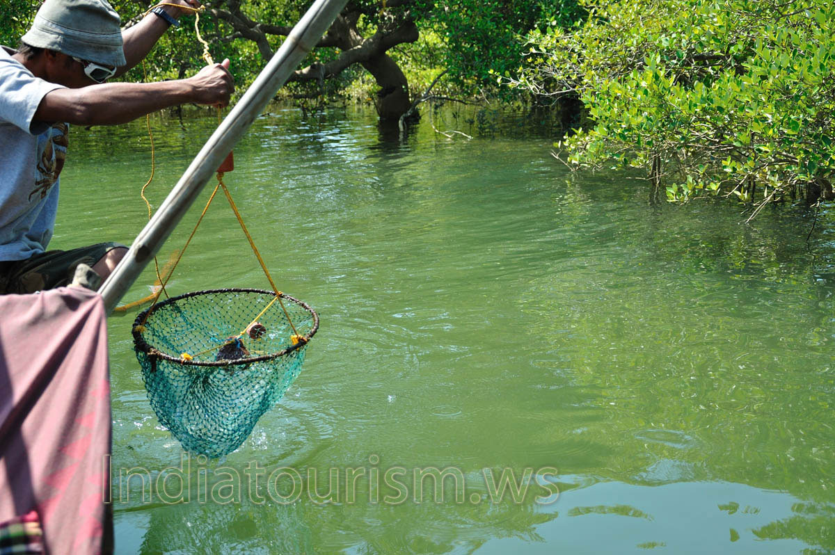 the second crab is slightly bigger