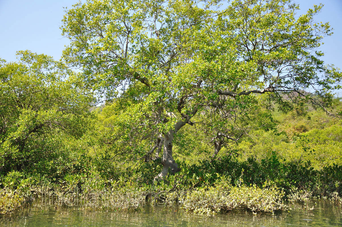 a beautiful green tree grows on the shore