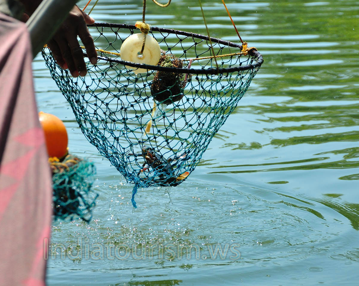 medium-sized crab has been catched in the trap