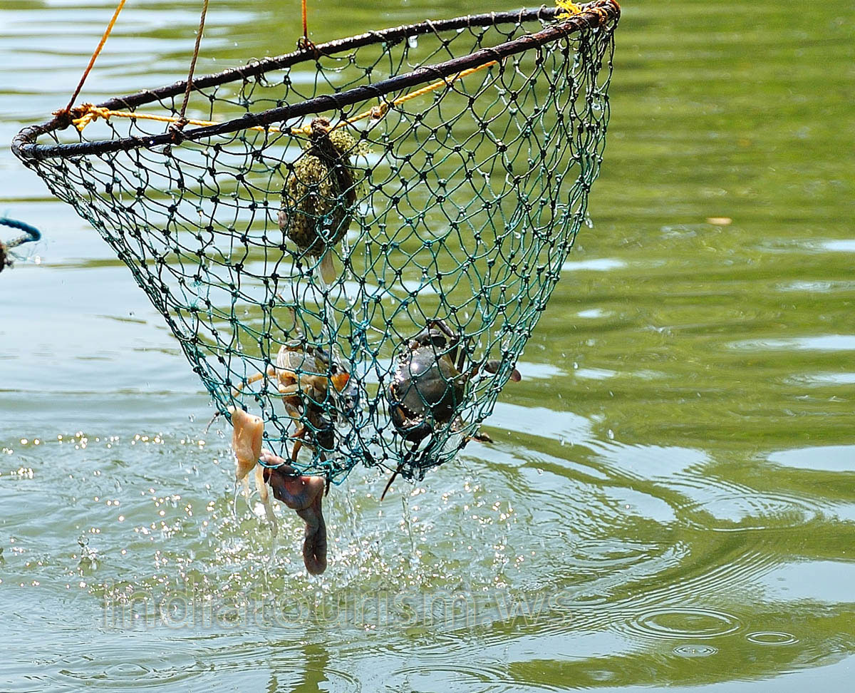 small crabs and the bait for crabs