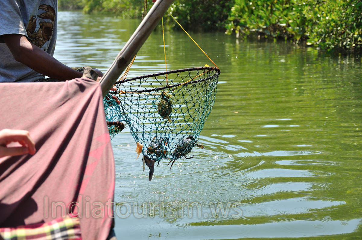these small crabs were released