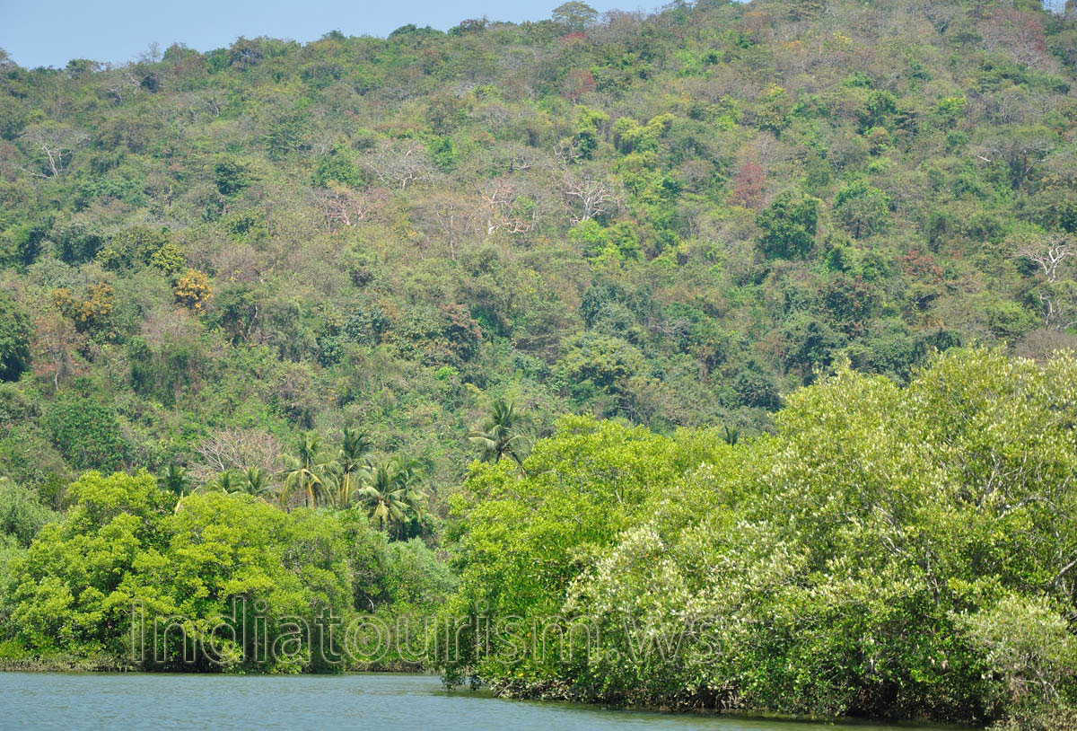hillside near the lake is full of trees