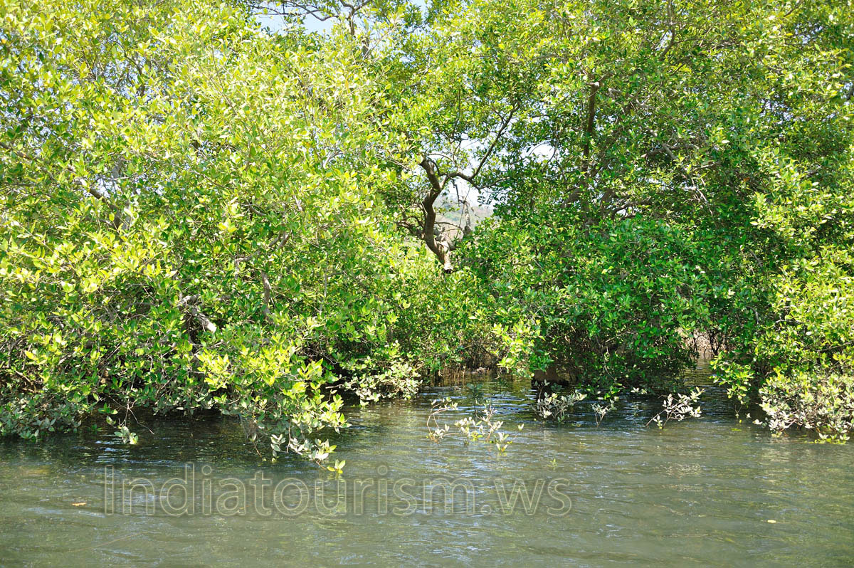 ideal place to put traps