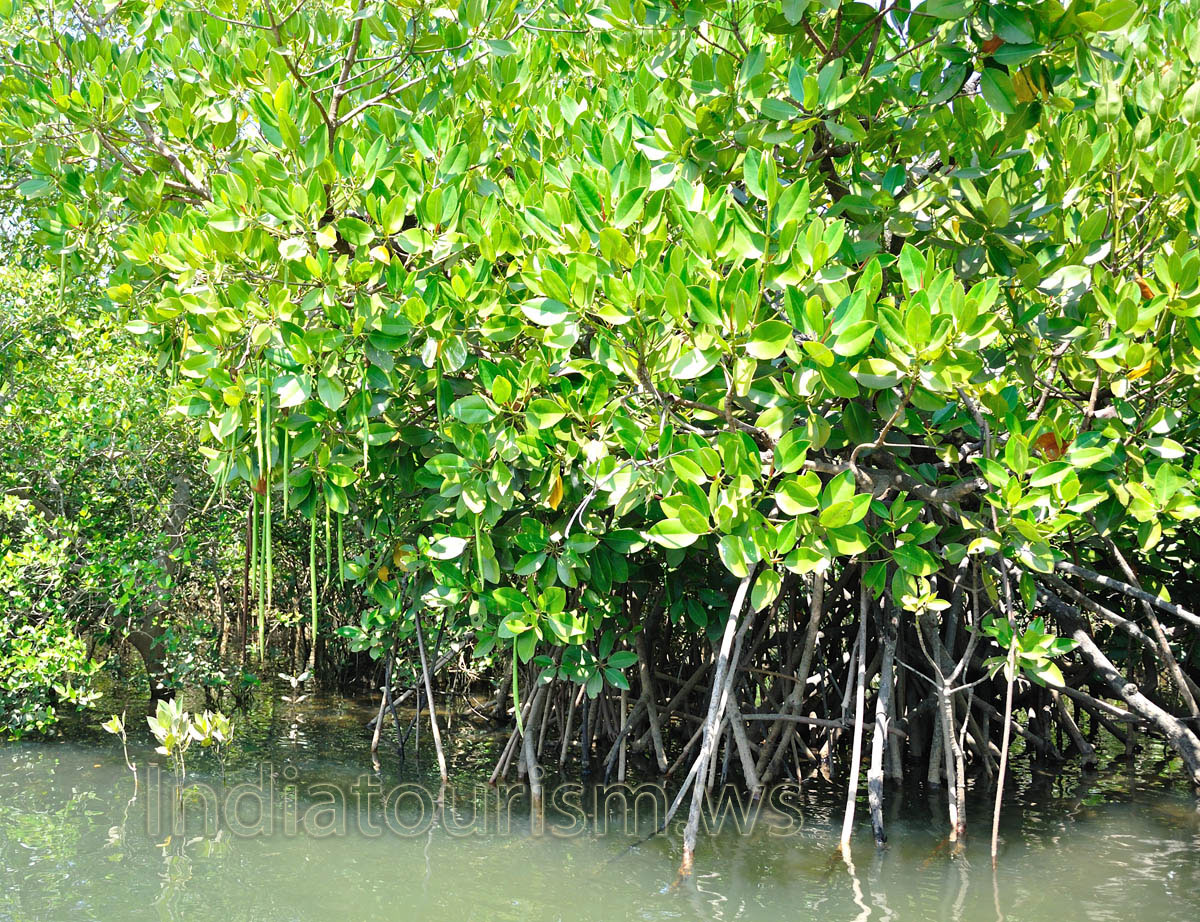 long green fruits look like an acacia fruits