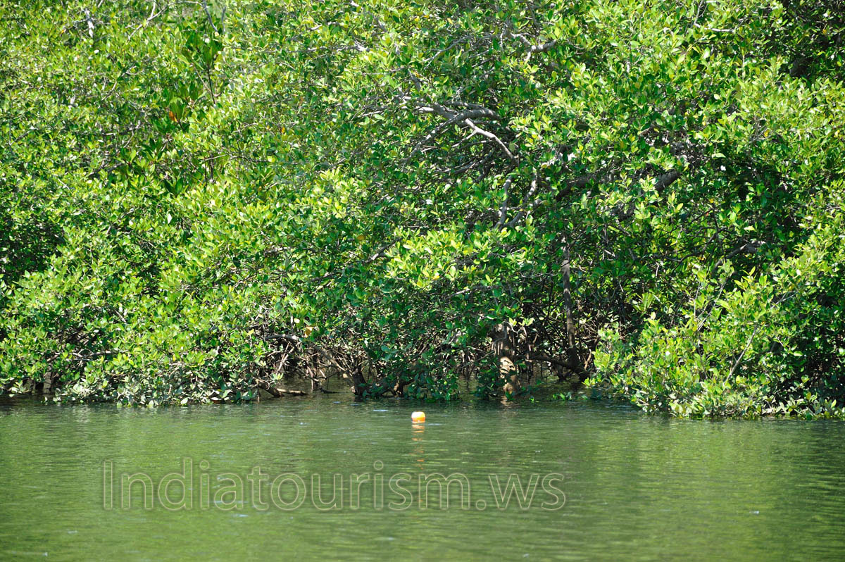 fishing float on the water
