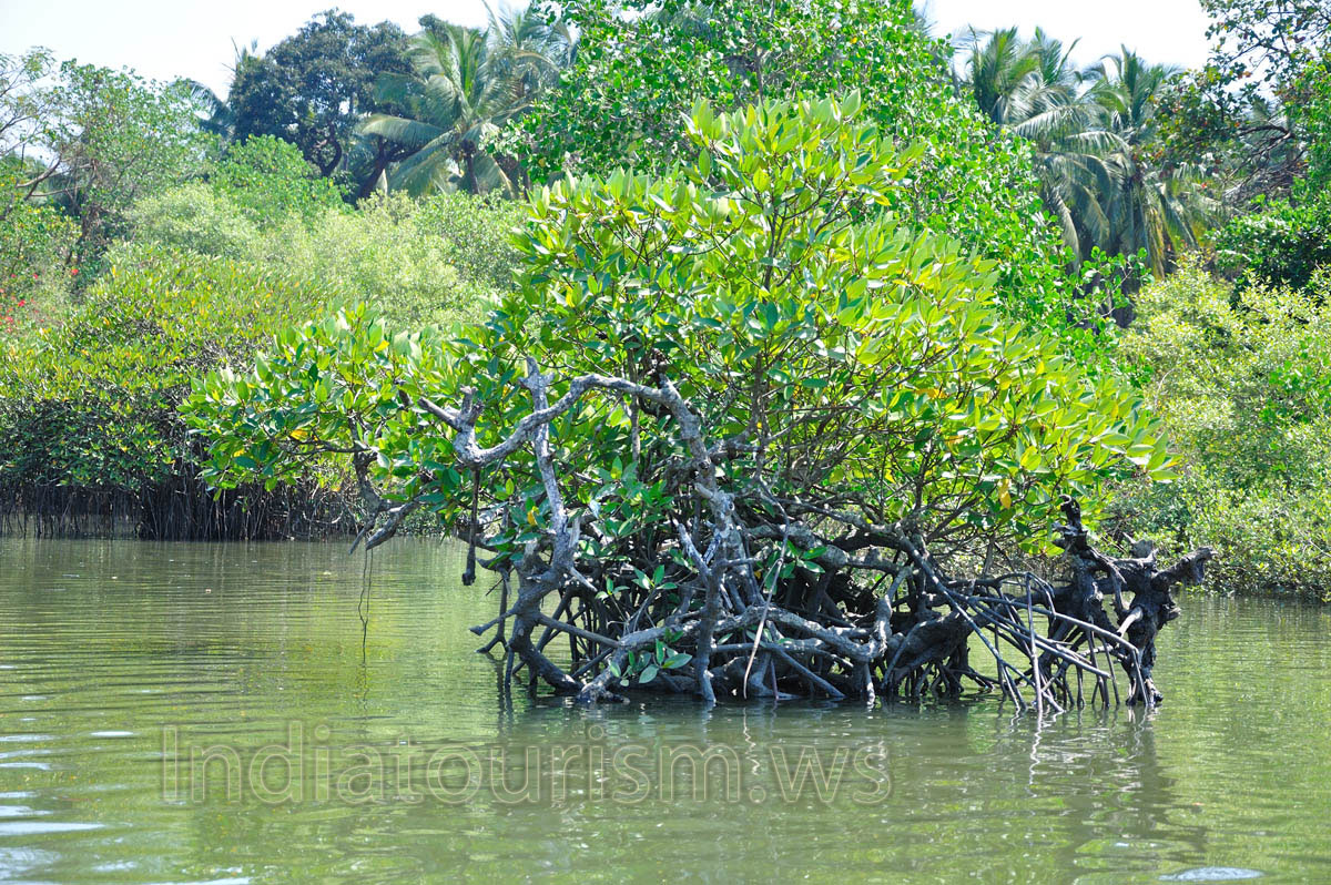 exotic bush in the midst of the lake