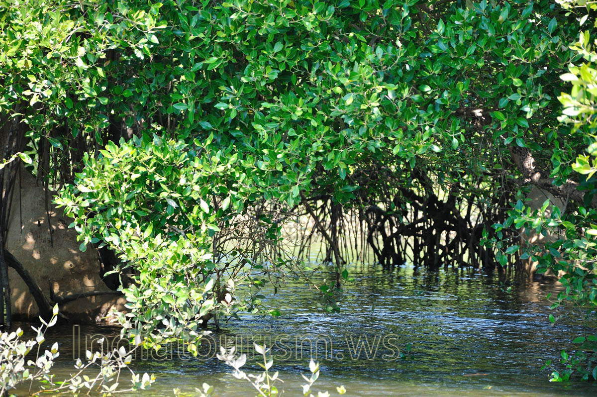 rock in the shade of the tree