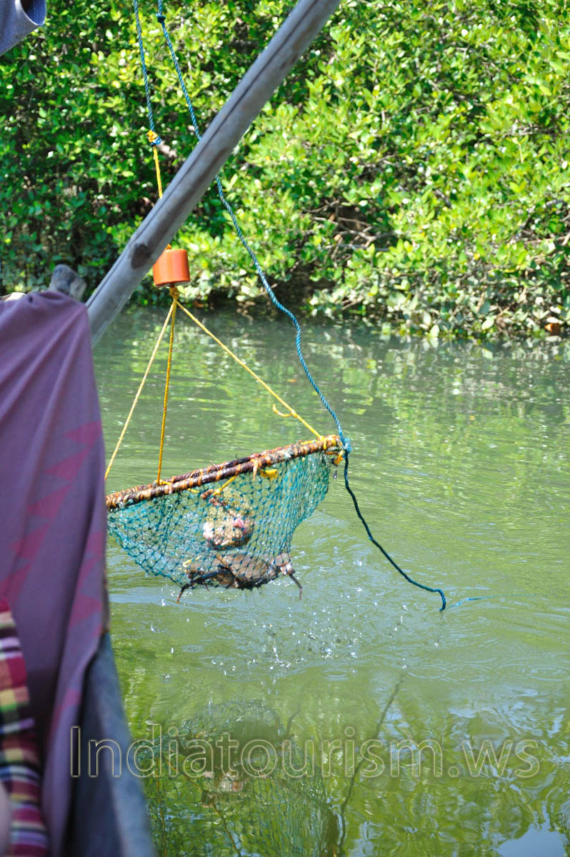 Ouch! We've caught a big crab!