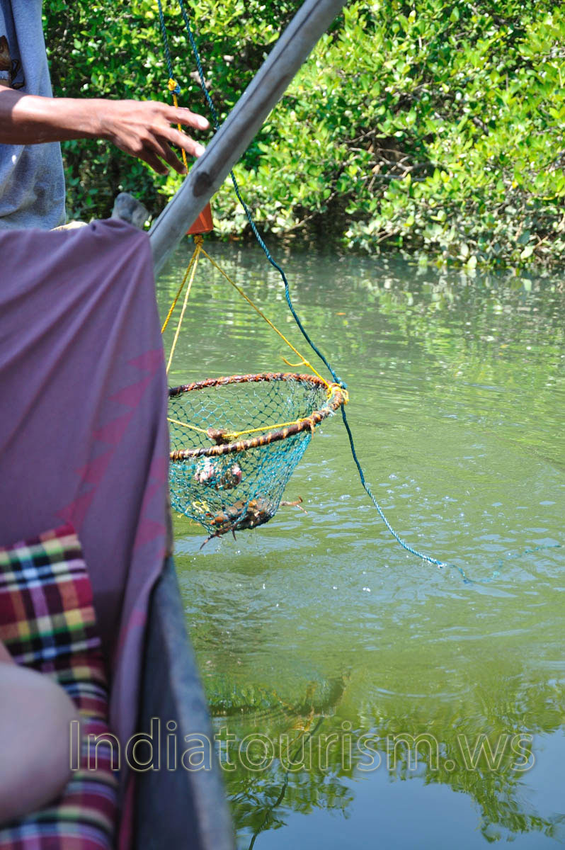 this crab has to be cooked today