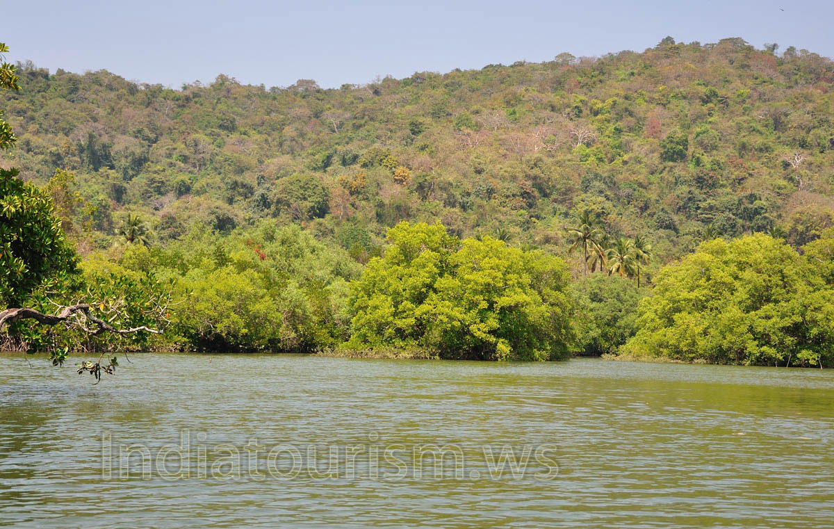 Indian lake near Palolem beach is teeming with crabs