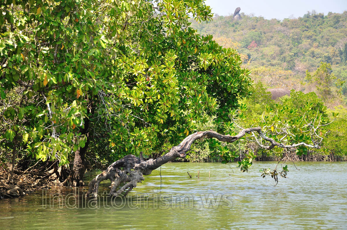 dry branch sticking out of the water