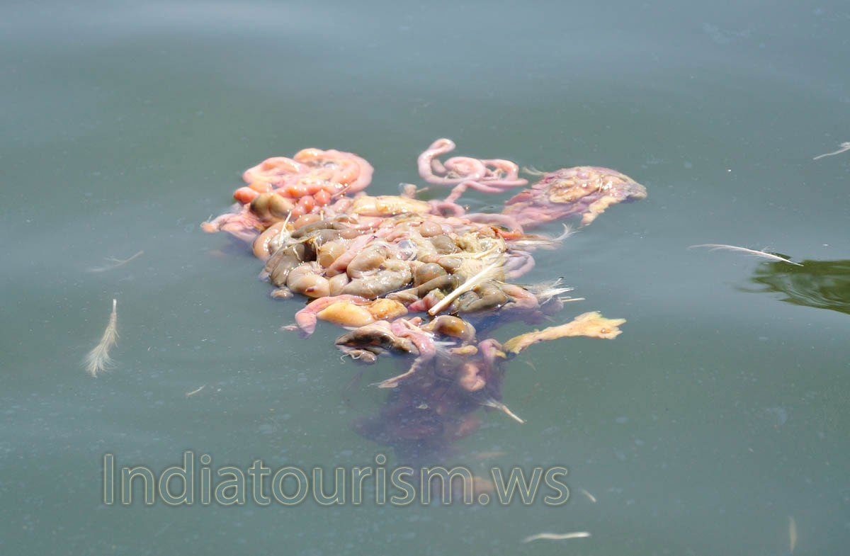 chicken intestine is the best bait for the crabs