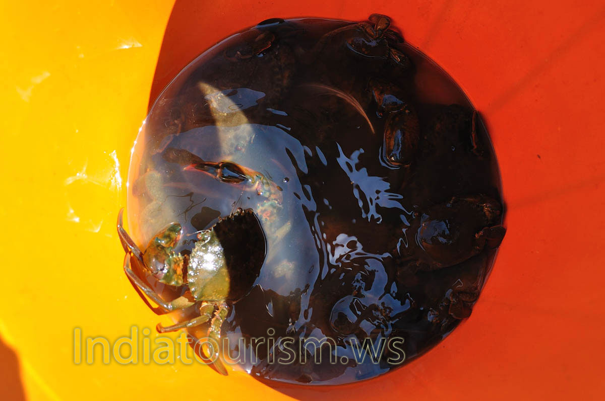 our pail is full of crabs