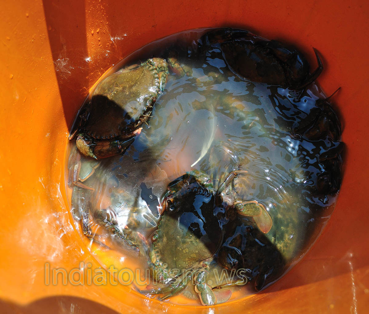 don't put your finger inside the pail with crabs