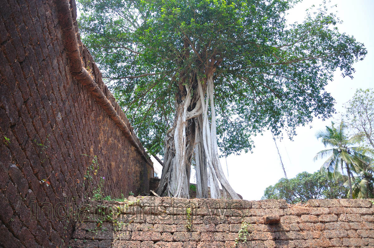 Roots of the ficus