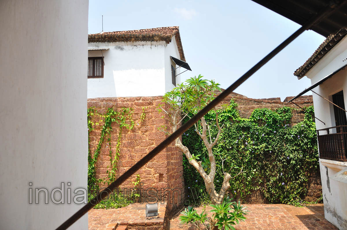 Succulent tree in the courtyard