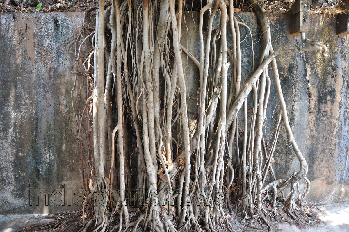 Aerial roots of the banyan tree