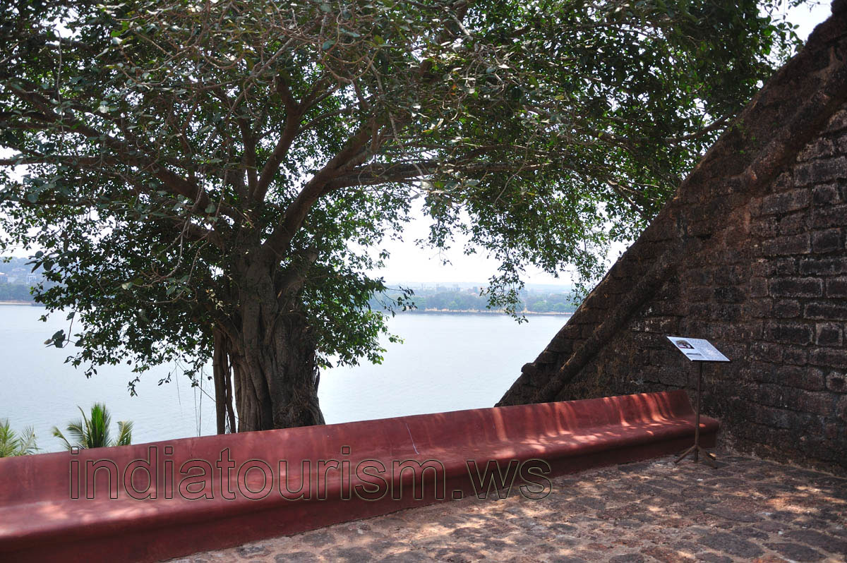 Crown of the huge tree is near the entrance