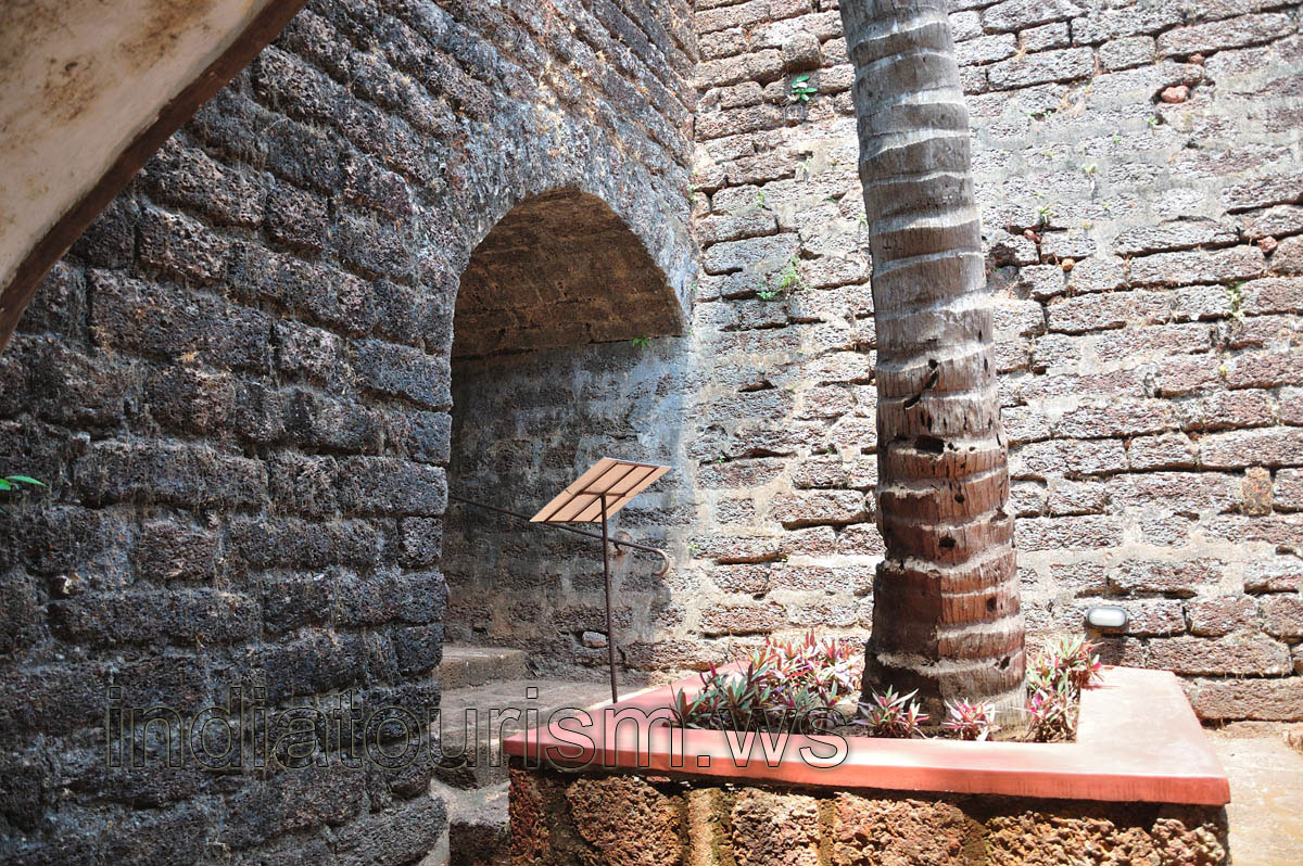 Trunk of the coconut palm tree