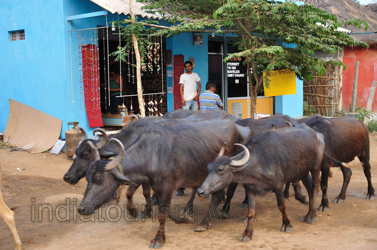 buffaloes on the street