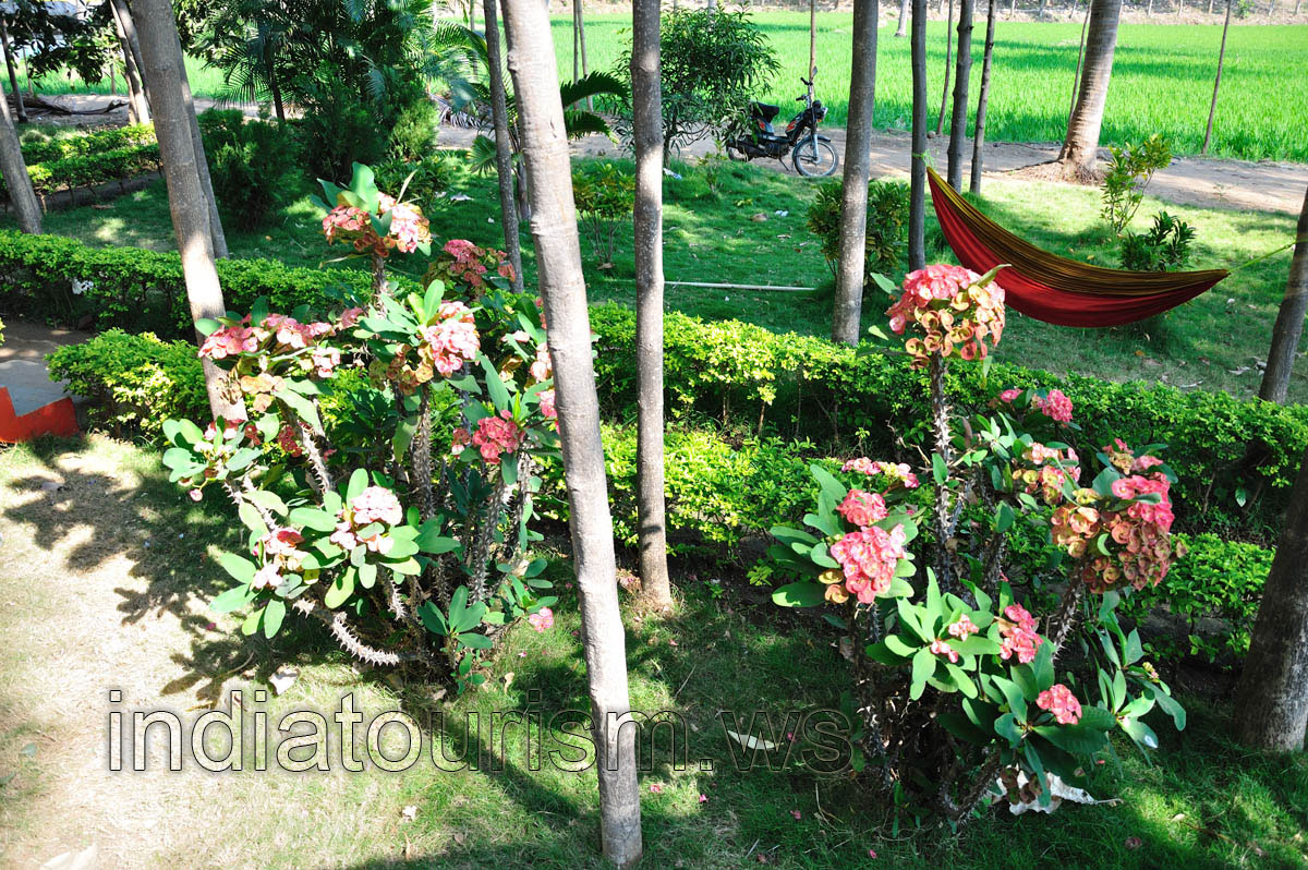 Sunny guest house, territory is full of flowers