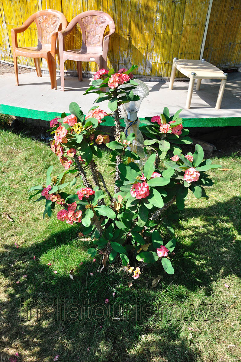 Sunny guest house, spurge in blossom