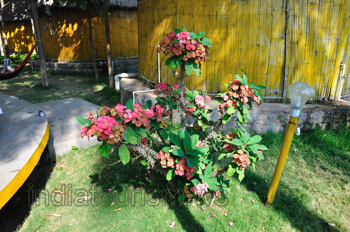 Sunny guest house, spurge is full of flowers