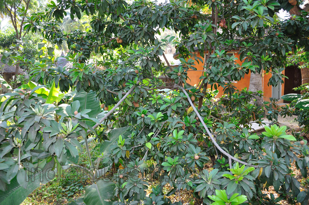 Chiku tree (Manilkara zapota)